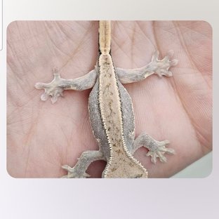 은가누파이드