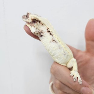 효도르x뚱2