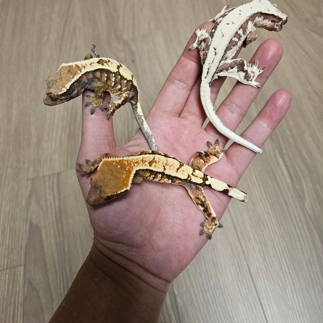 세이블