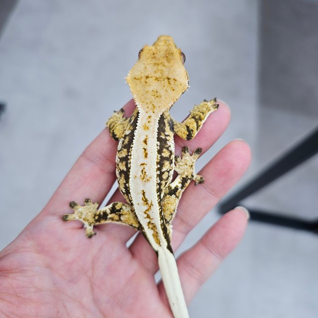 풀핀 노멀 드리피 트라이