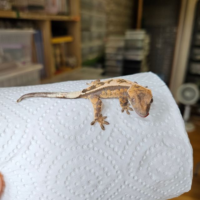 세이블