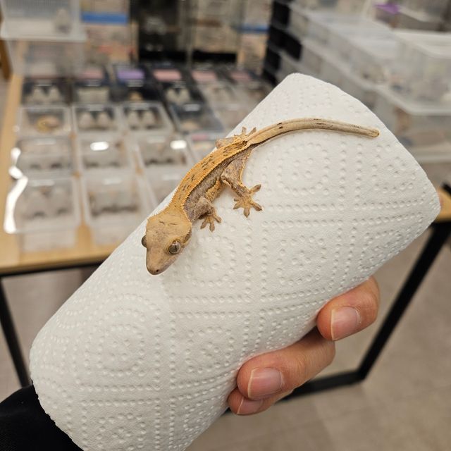 크림시클