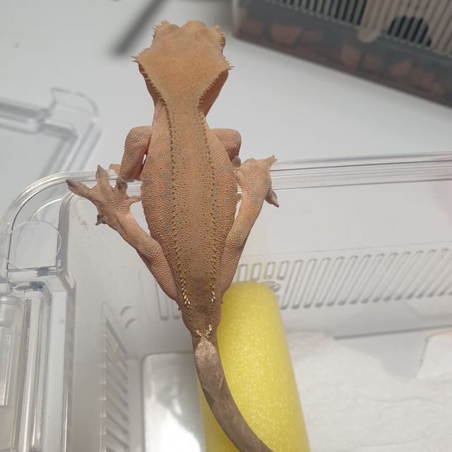 카푸치노
