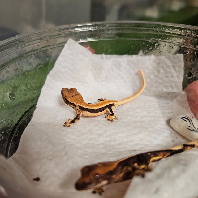 릴리100%헷아잔틱