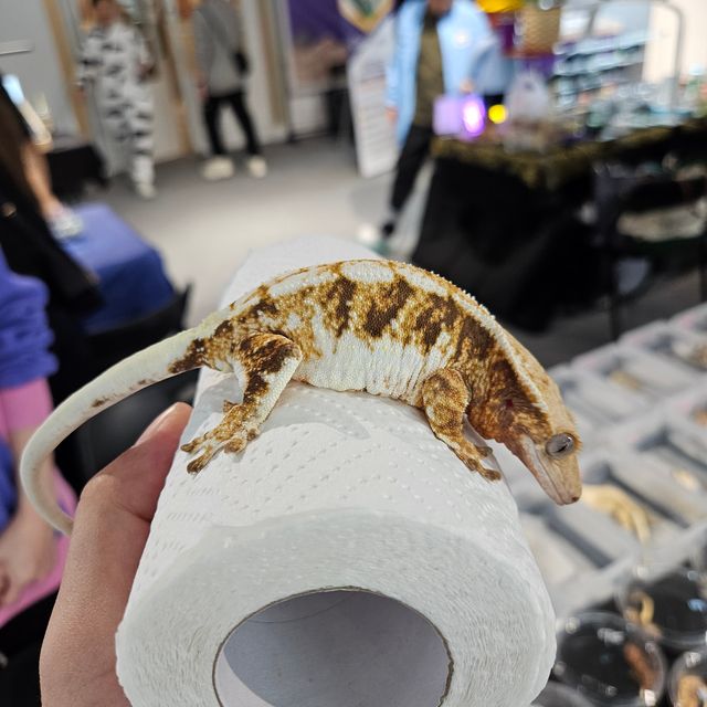 릴리화이트