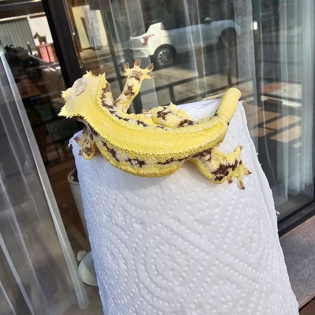 프라푸치노