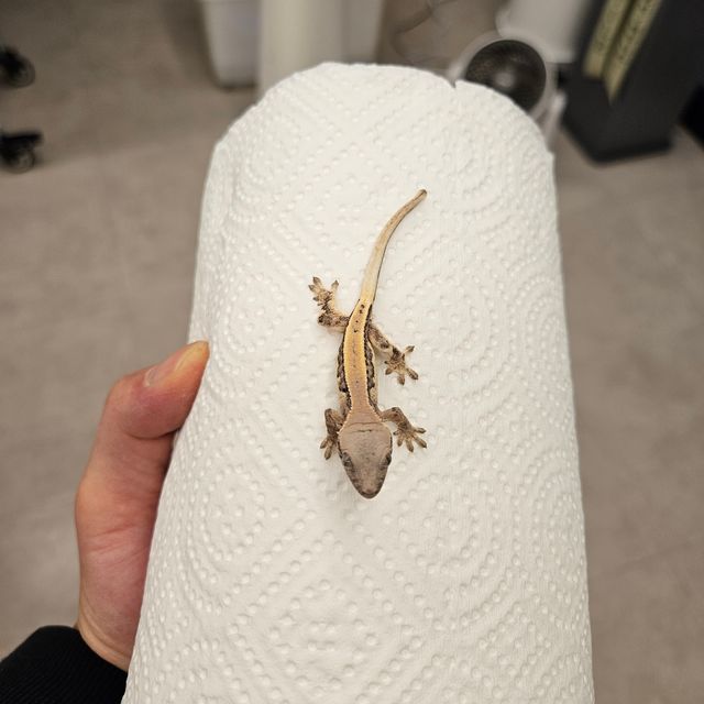 릴리 세이블