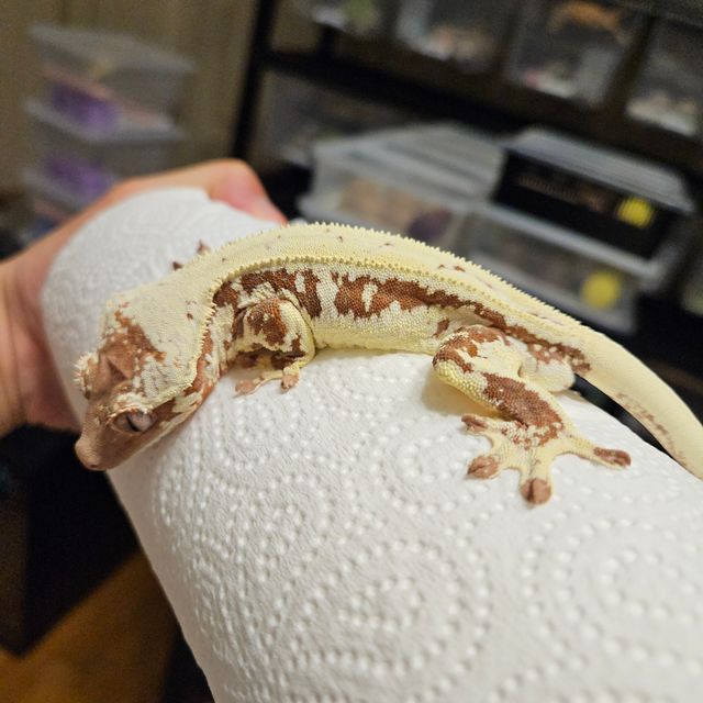 릴리 세이블