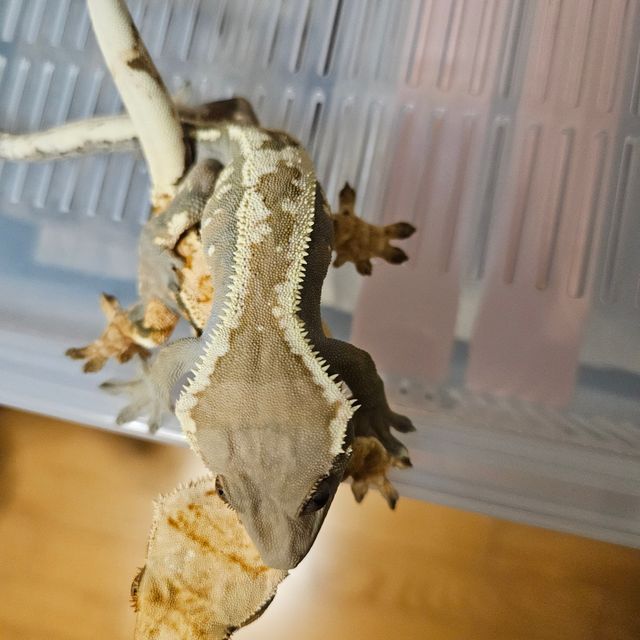 세이블