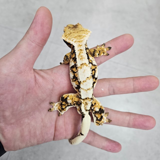 트라이 화이트핀 텐저린