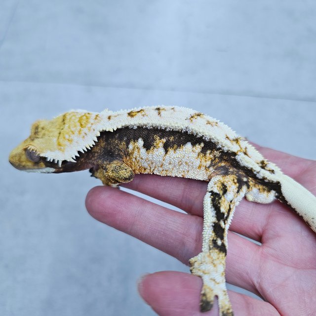 트라이 풀핀