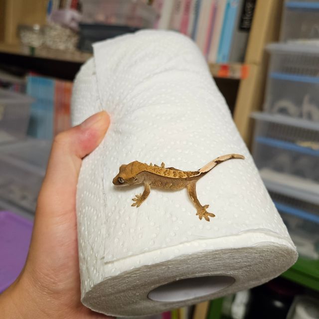 노멀 벅스킨