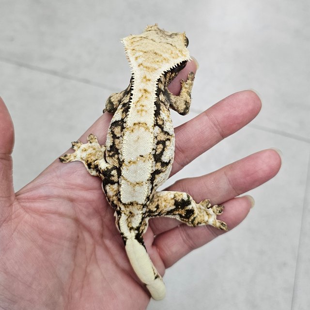 트라이 화이트스팟 텐저린