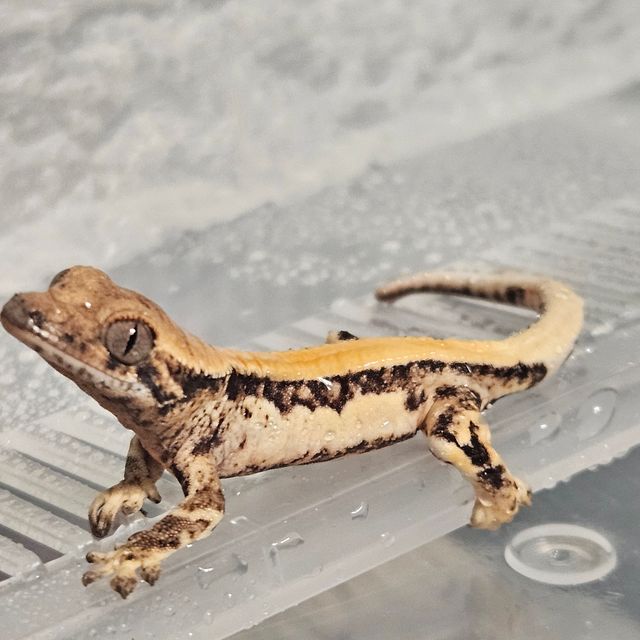 릴리 세이블 솔리드백