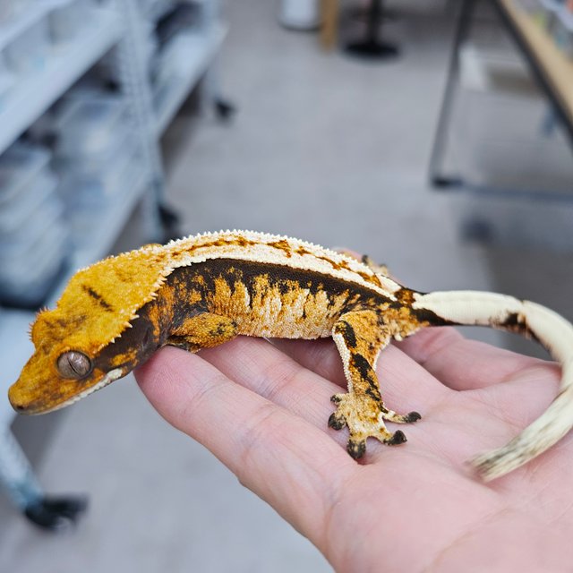 노멀 트라이 풀핀