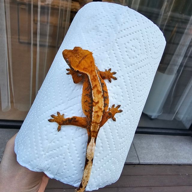 트라이 텐저린