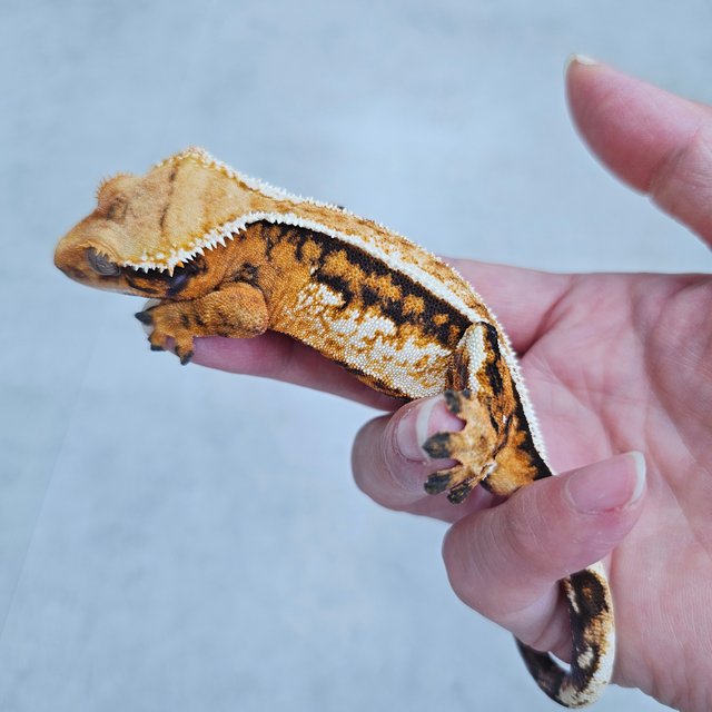 노멀 트라이 쿼드 풀핀