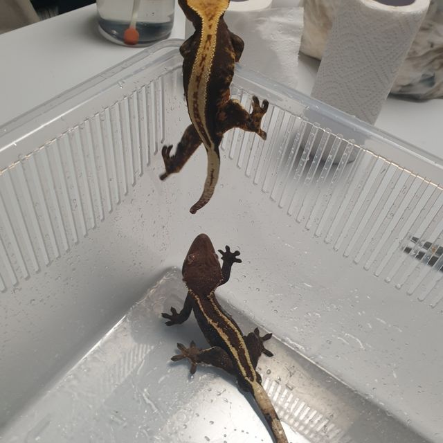 카푸치노