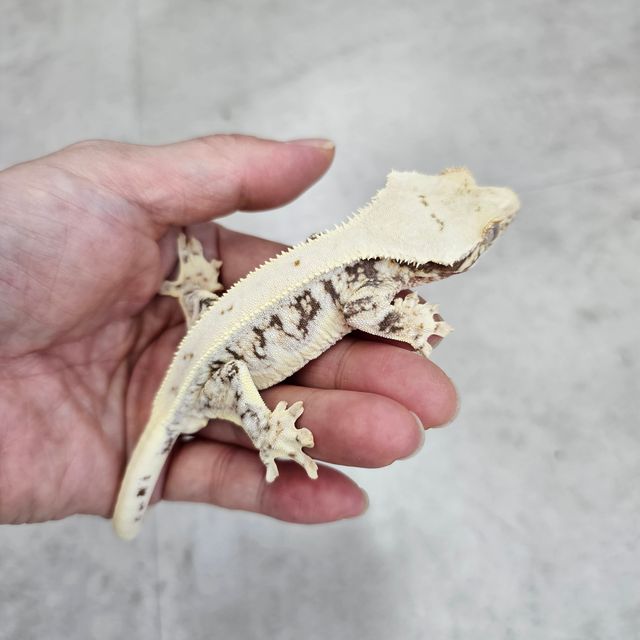 릴리100%헷아잔틱