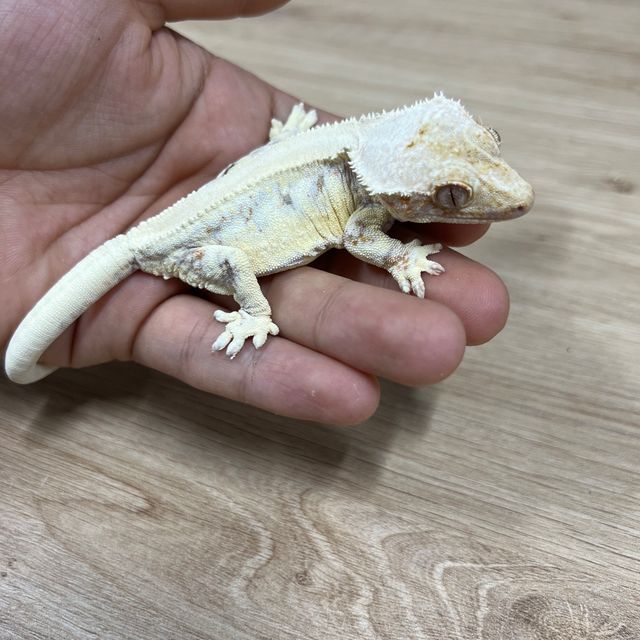 트라이