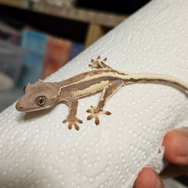 프라푸치노