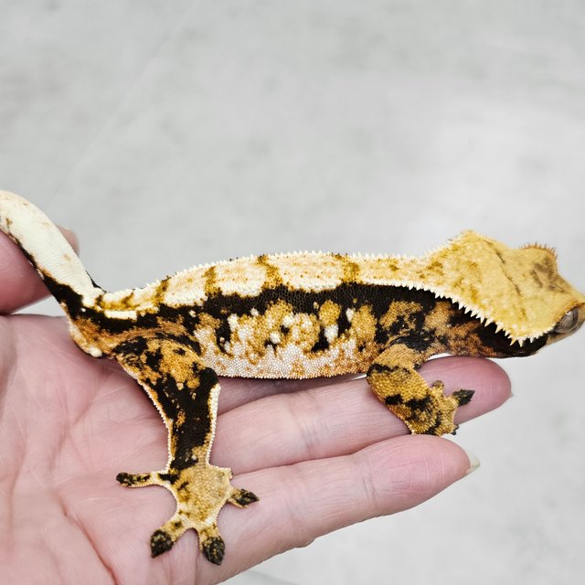 트라이 화이트포트홀 텐저린