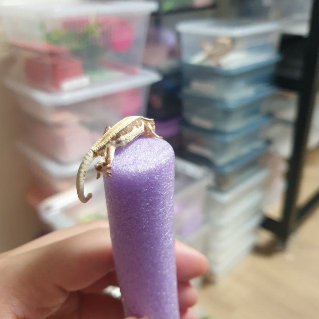 릴리화이트