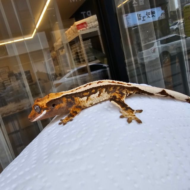 트라이 풀핀 쿼드 텐저린