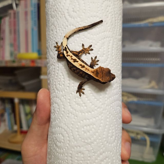 세이블