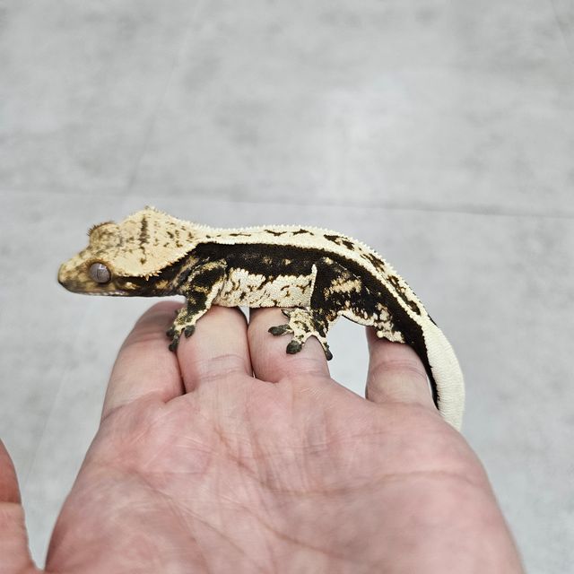 노멀 풀핀 쿼드