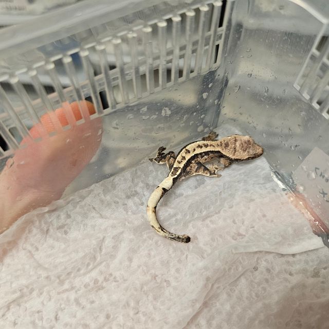 카푸치노