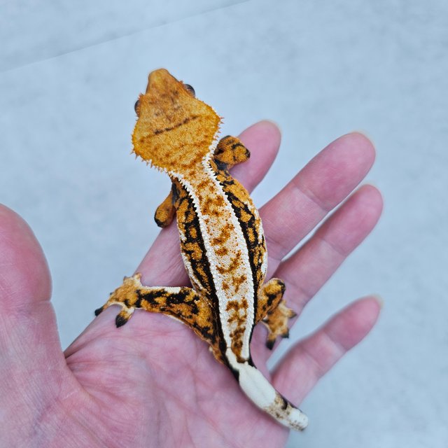 노멀 트라이 풀핀