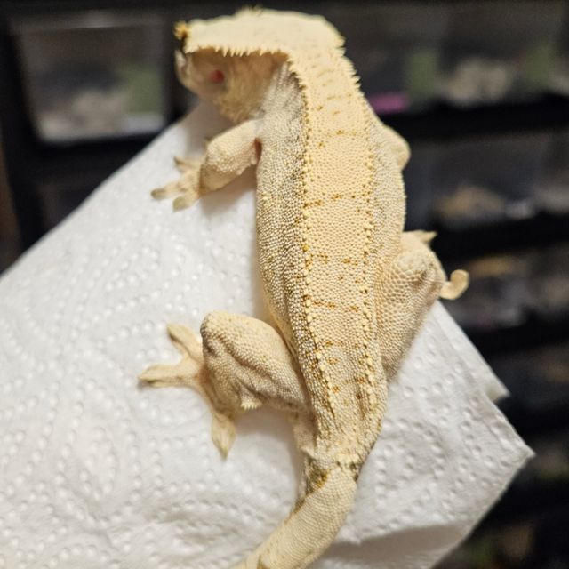 트라이 화이트 화이트스팟