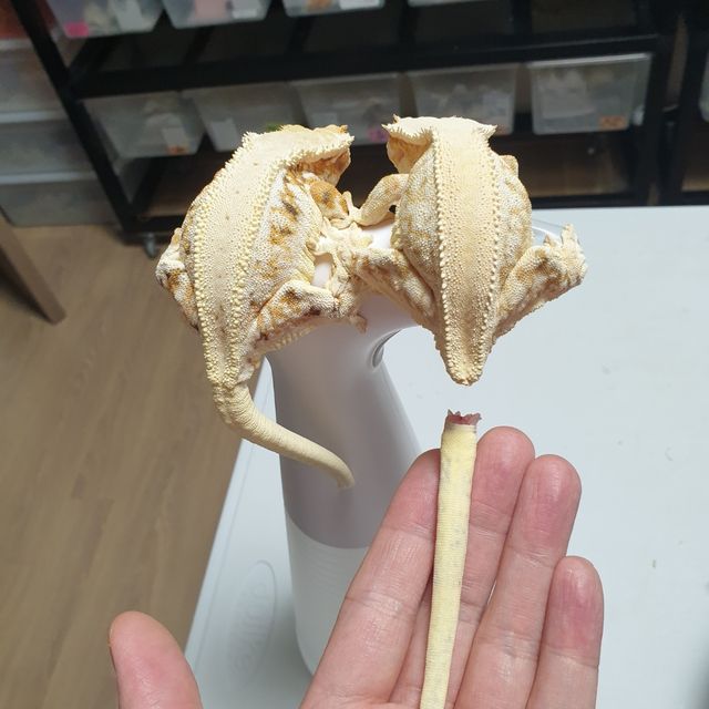 릴리화이트