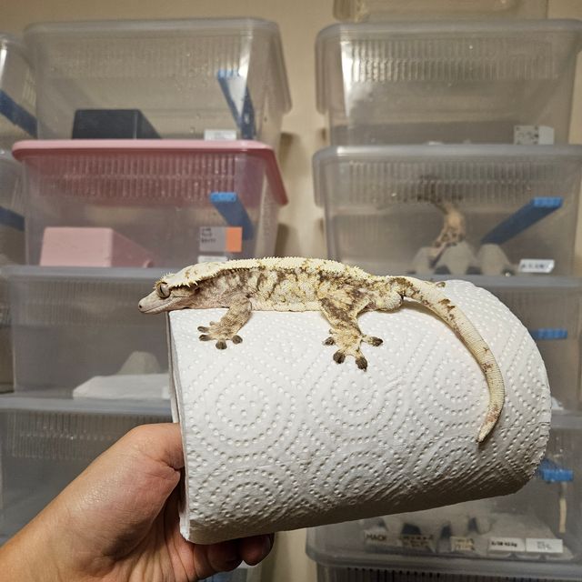 트라이