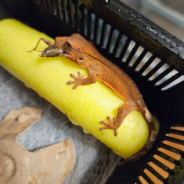 카푸치노