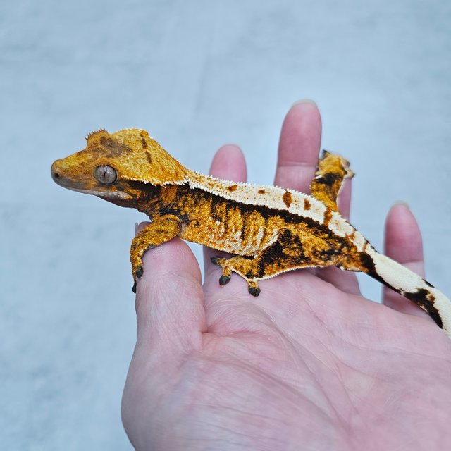 노멀 트라이 텐저린