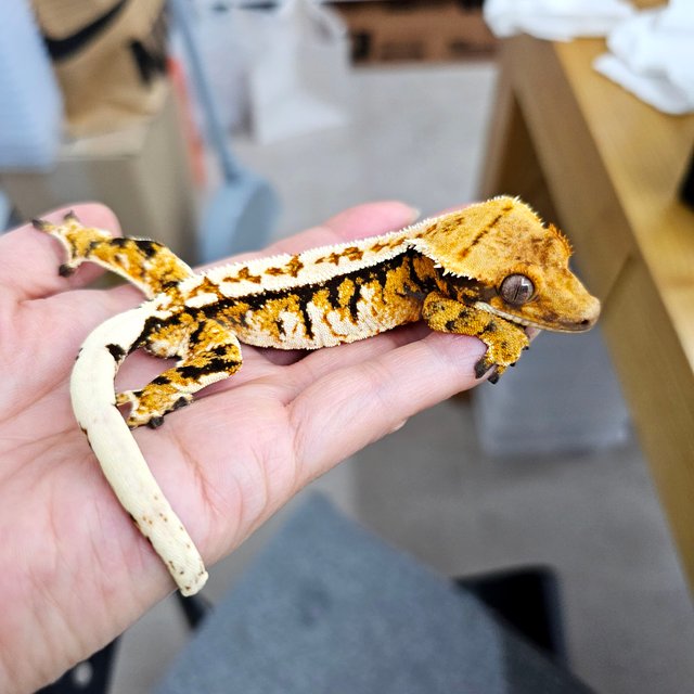 노멀 트라이 핀스트라이프 텐저린