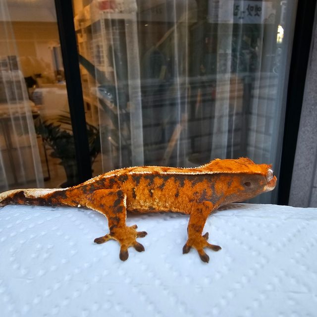 트라이 텐저린