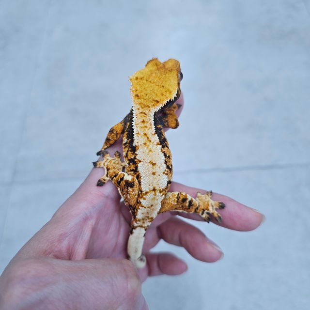 노멀 트라이 드리피