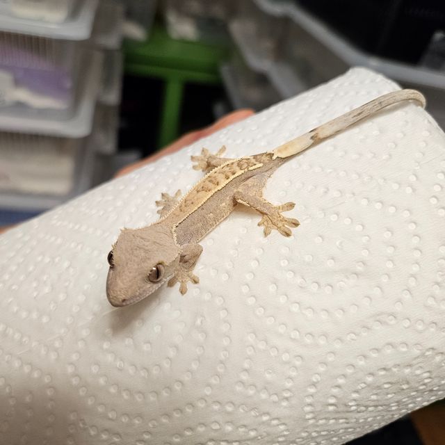 카푸치노 크림 풀핀