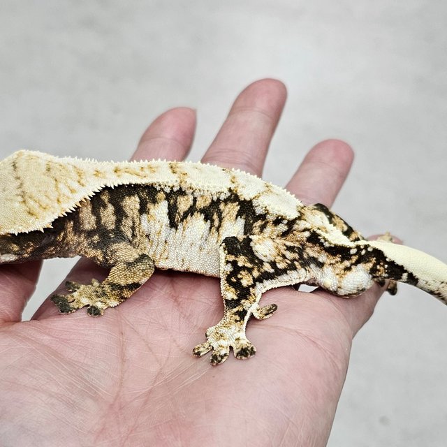 트라이 화이트스팟 텐저린