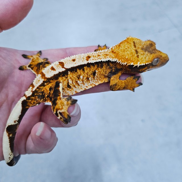 노멀 트라이 텐저린