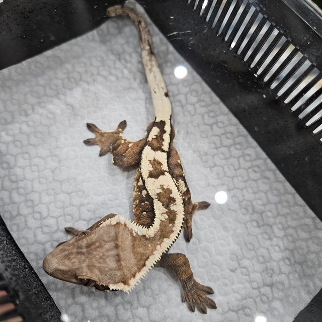 세이블