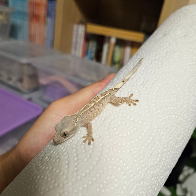카푸치노 화이트