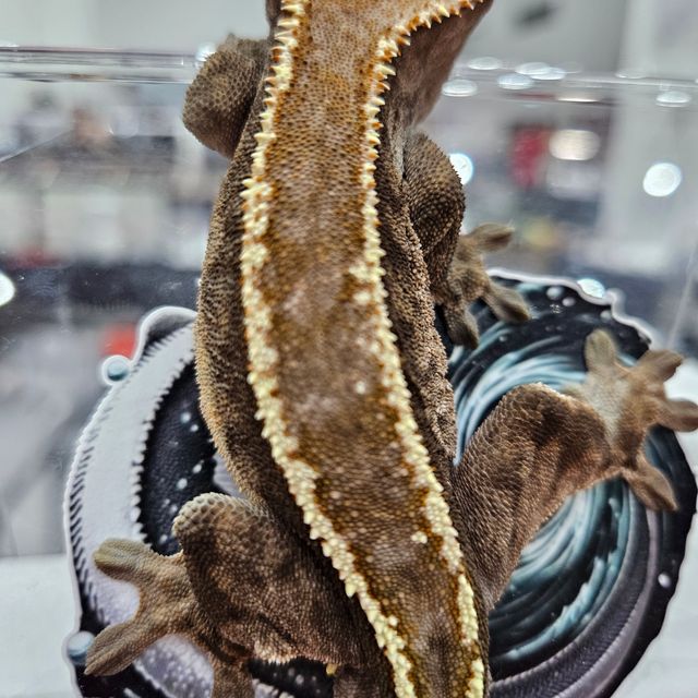 카푸치노