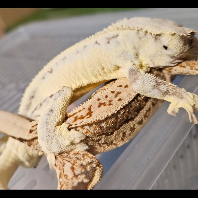 릴리화이트 솔리드백