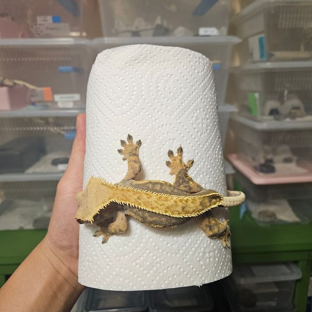 트라이 쿼드 풀핀