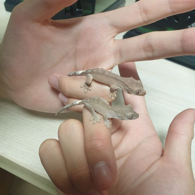 카푸치노