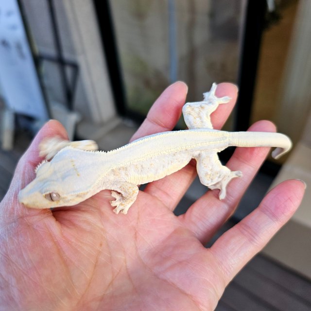 릴리화이트 솔리드백 풀핀